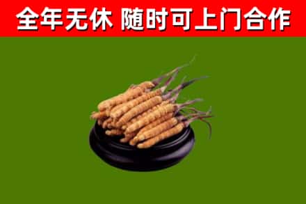 汨罗市回收散虫草